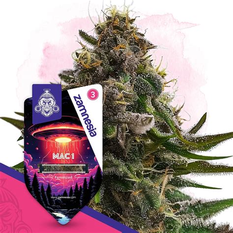 zammesia|Zamnesia Products on Leafly